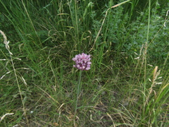 Allium denudatum