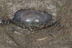 Callinectes arcuatus