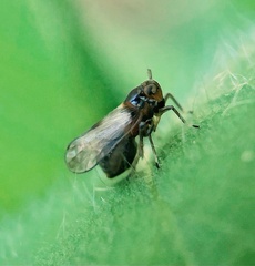 Pissonotus binotatus