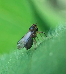 Pissonotus binotatus