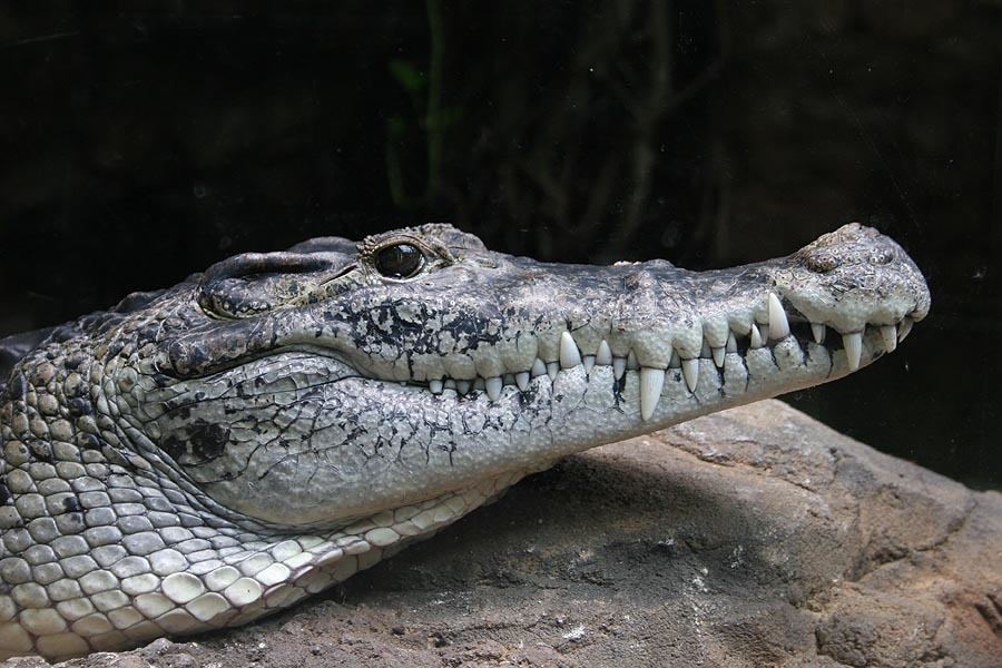 New Guinea Crocodile