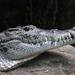 Crocodilo-da-Nova-Guiné - Photo (c) Wilfried Berns, alguns direitos reservados (CC BY-SA)