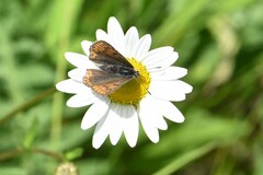 Lycaena tityrus