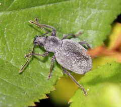 Otiorhynchus meridionalis