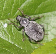 Otiorhynchus meridionalis