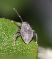 Otiorhynchus meridionalis
