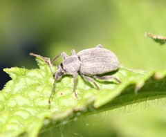 Otiorhynchus meridionalis