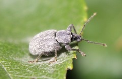 Otiorhynchus meridionalis