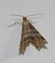 Macaria multilineata