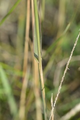 Phleum phleoides