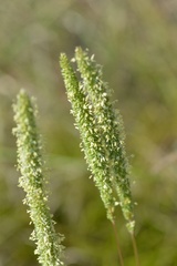 Phleum phleoides