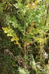 Puccinia echinopis