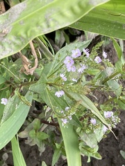 Veronica anagallis-aquatica