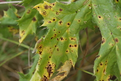 Puccinia echinopis
