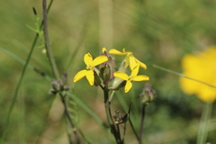 Coincya monensis cheiranthos