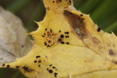 Puccinia echinopis