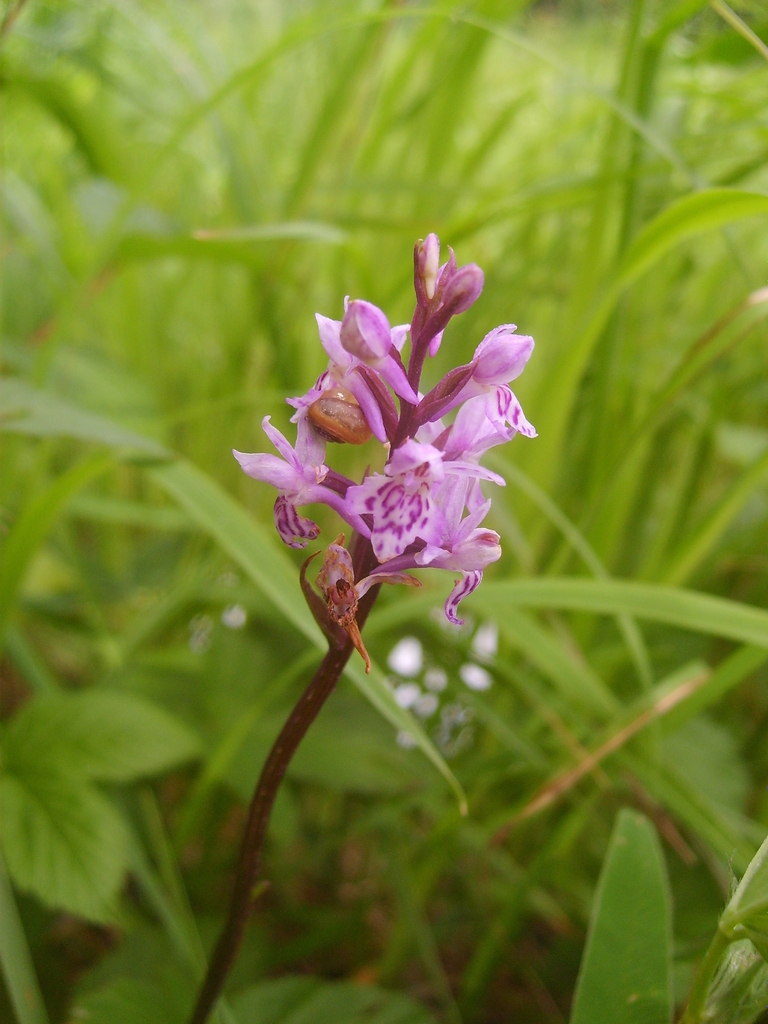 Dactylorhiza hebridensis (Wilmott) Aver. 3