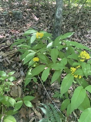 Lysimachia fraseri