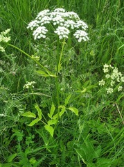 Aegopodium podagraria