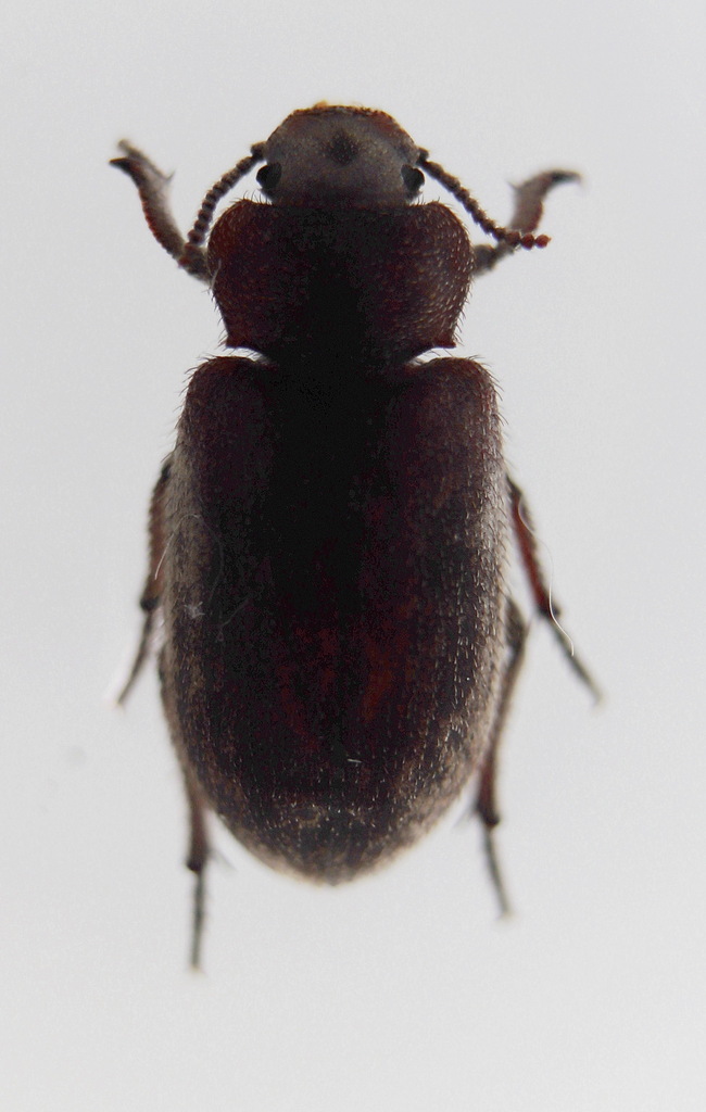 Lachnogyini