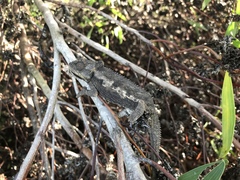 Bradypodion occidentale