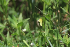Pyrisitia lisa centralis