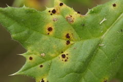 Puccinia echinopis
