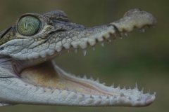 Philippine Crocodile photo 5