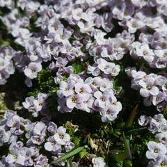 Noccaea rotundifolia