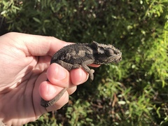 Bradypodion occidentale