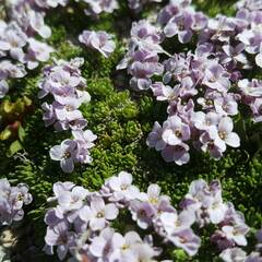 Noccaea rotundifolia