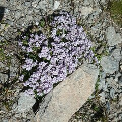 Noccaea rotundifolia