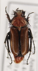 Pygopleurus