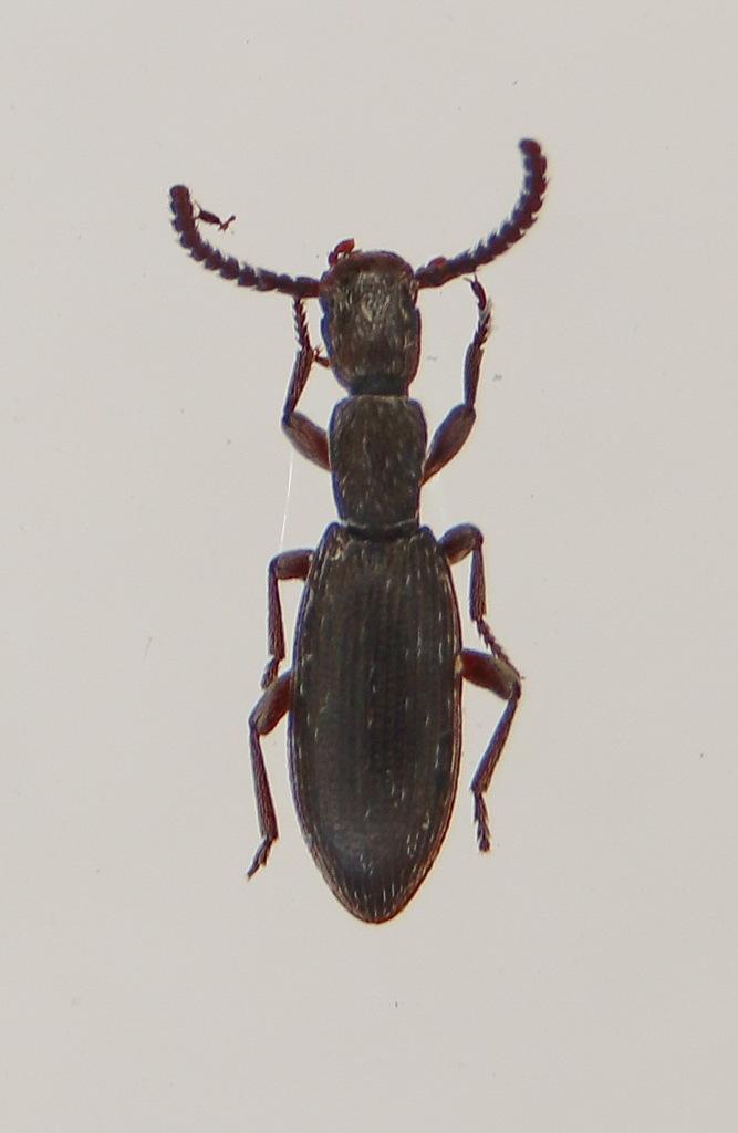 Stenosis armeniacus