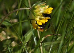 Bombus wurflenii
