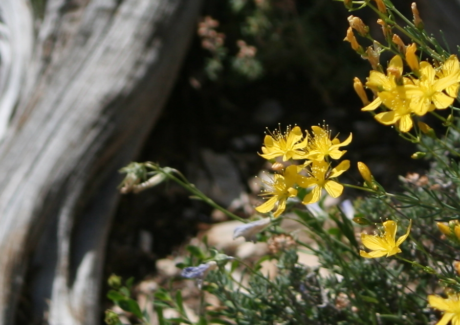 Heath-leaved St John's-wort