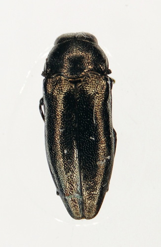 Coraebus elatus
