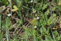 Pyrisitia lisa centralis