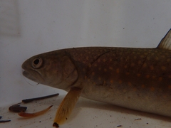 Salvelinus confluentus