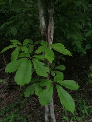 Handroanthus impetiginosus