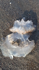 Rhizostomatoidea