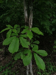 Handroanthus impetiginosus