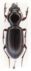 Broscinae