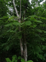 Handroanthus impetiginosus