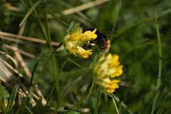 Bombus wurflenii
