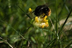 Bombus wurflenii