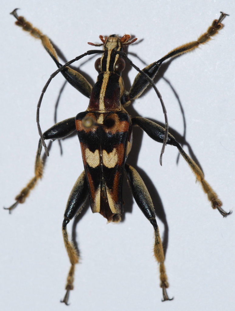 Anthribola