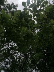 Handroanthus impetiginosus