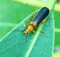 Podabrus protensus