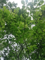 Handroanthus impetiginosus